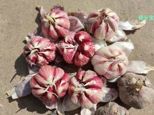 食用蔬菜種子市場 品種、趨勢與批發報價指南